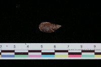 藏品(彈頭織紋螺)的圖片